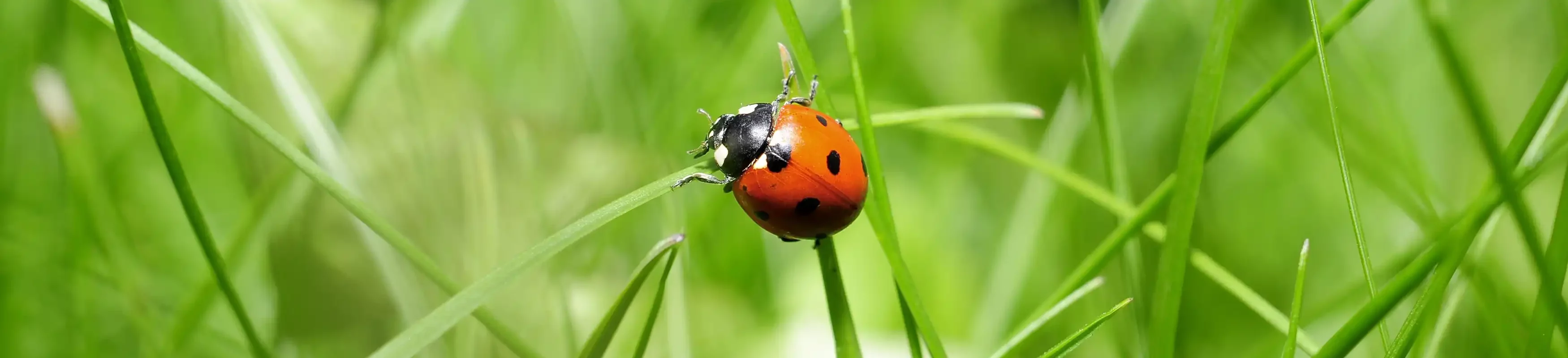 umwelt-gras-marienkaefer umwelt-gras-marienkaefer